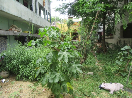 1) Li Id : 176 - Residentail Plot for Sale in Tirupati.JPG